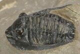 Diademaproetus & Enrolled Austerops Trilobites - Foum Zguid, Morocco #226590-4